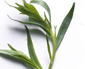 Tarragon Seeds Russian - 100 Tarragon Seeds